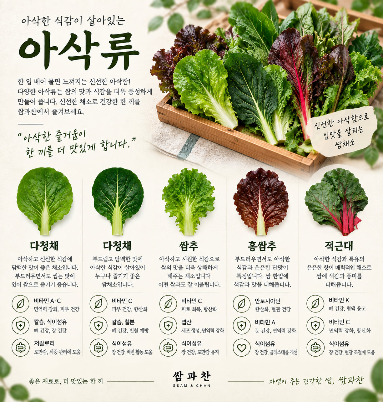 쌈과찬 아삭류 쌈채소 안내 — 다청채, 쌈추, 홍쌈추, 적근대