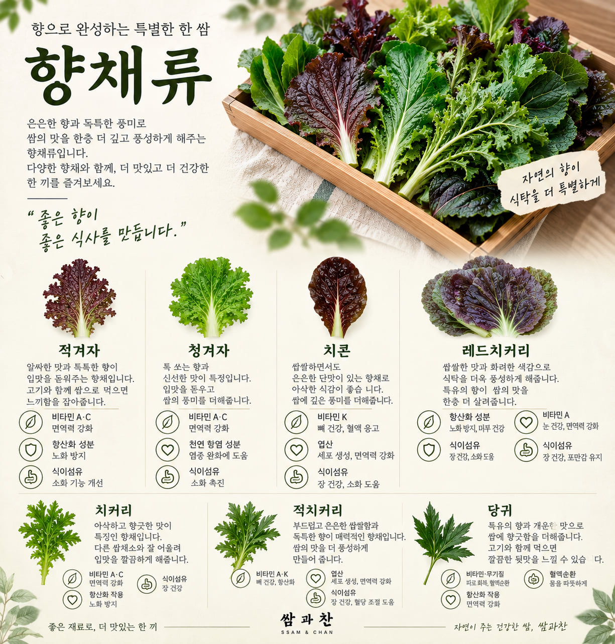 쌈과찬 향채류 쌈채소 안내 — 적겨자, 청겨자, 치콘, 레드치커리, 치커리, 적치커리, 당귀